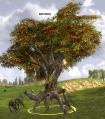 Knotenwald Knotenwald